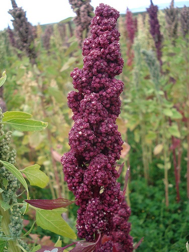 quinoa kaufen - das unterschätzte wunderkorn