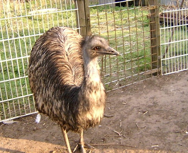Der Emu 