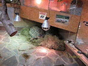 Riesenschildkröten