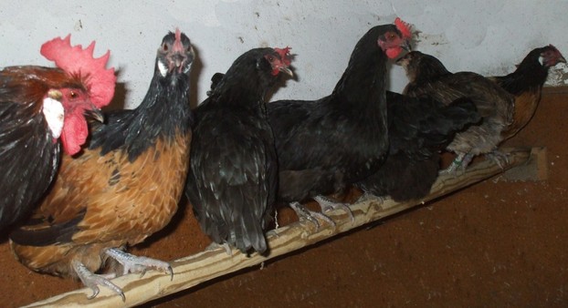 Hühner im Hühnerstall auf der Sitzstange