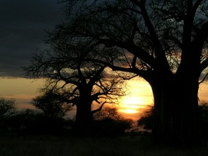 Der Baobab. Ein Symbol der Weisheit?