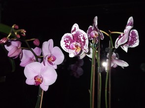 Jede Orchidee ist anders gefärbt