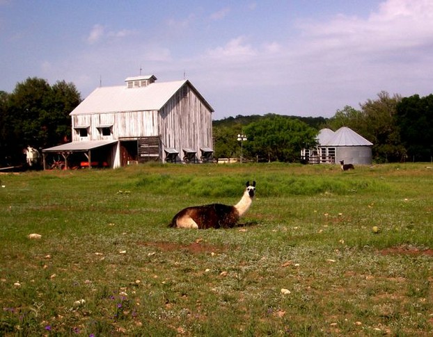 Lama-Farm im Texas Hill Country