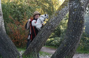 Hund klettert auf Baum