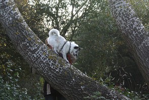 Hund klettert auf Baum