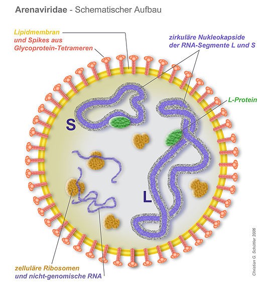 Arenavirus