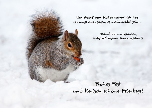 Weihnachtskarte "Eichhörnchen"