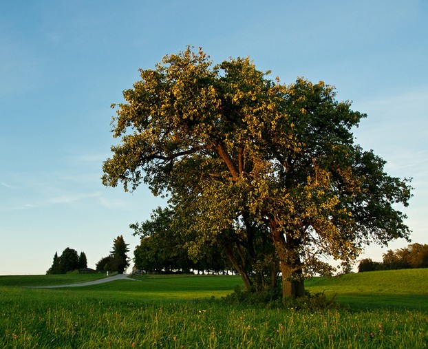 Wildapfelbaum in Bayern
