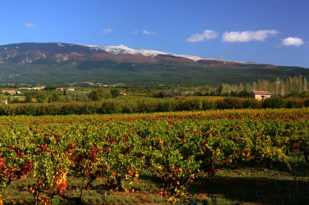 Wein am Fusse des Mont Ventoux