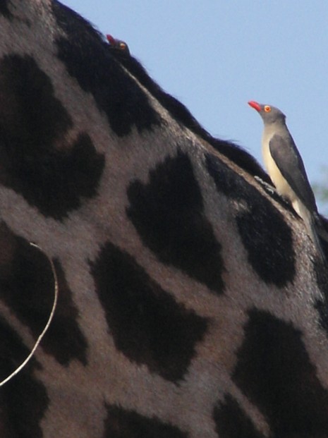 Madenhacker auf einer Giraffe