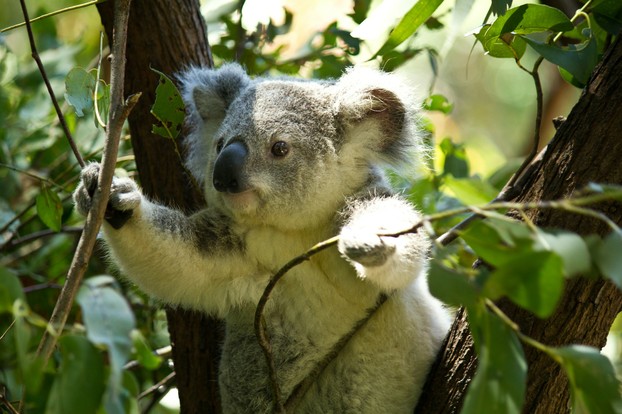 Koalas ernähren sich von bestimmten ...
