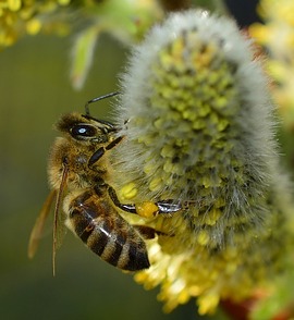 Der Stachel dient der Biene zur ...