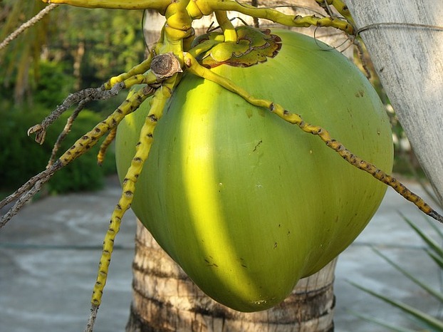 Eine frische Kokosnuss