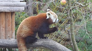 Roter Panda, Katzenbär