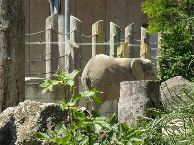 Elefanten in Schönbrunn