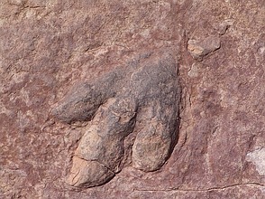 Dinosaurier-Fußabdruck