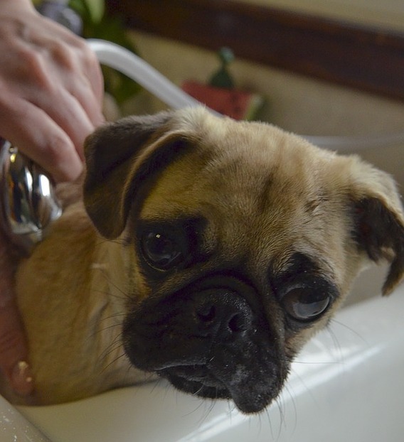 Wie oft sollte man Hunde baden?