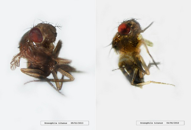 Drosophila titanus / Andy Gracie (UK)