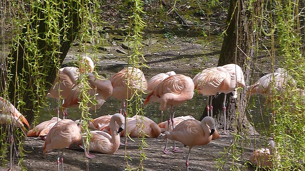 Flamingo´s Zoo Dortmund