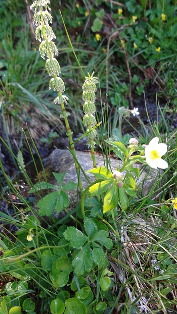 Anemone sylvestris - Wildform