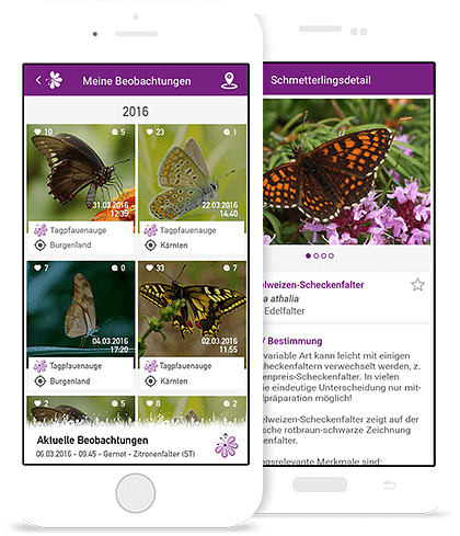 Schmetterlings-App