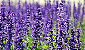 Lavendel - bei Wildbienen sehr beliebt