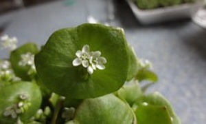 Tellerkraut/Claytonia perfoliata