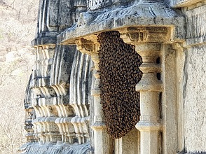Wilde Bienen