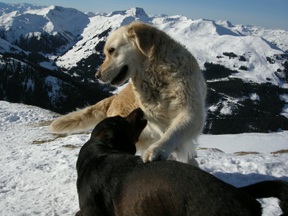 Hunde am Gipfel