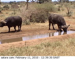 Auf Safari im Krügerpark - Südafrika