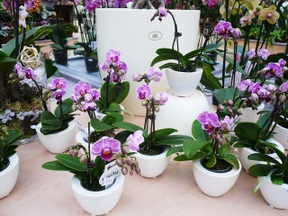 Mini- Orchidee - wie pflegen?