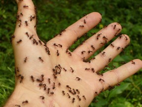Keine urbane Legende: Ameisen sind handzahm