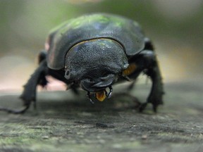 Käfer in "Micro"