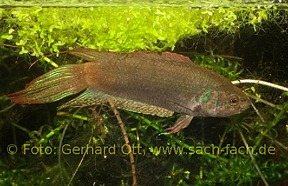 Macropodus ocellatus aus Korea – ein Fisch fürs Kaltwasser