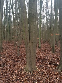 Zweisamkeit bei Bäumen - Zwiesel 