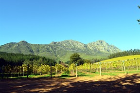 Stellenbosch Weinanbau