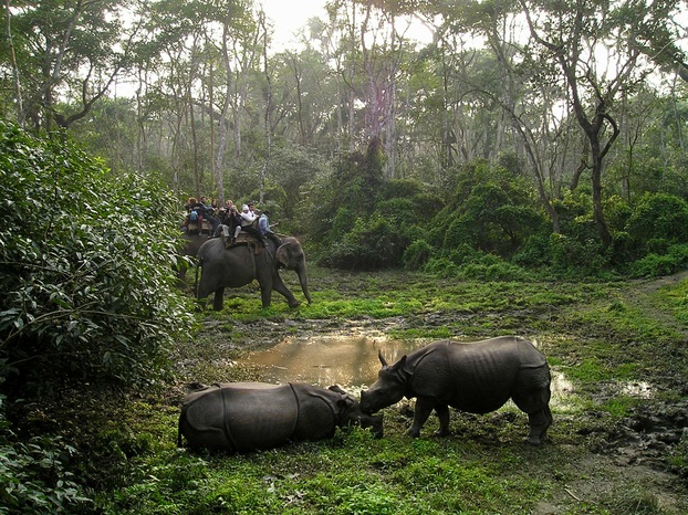 Großwild Safari in Süd-Nepal ...