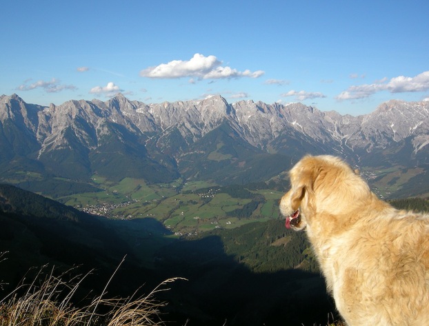 Bergsteigerhund