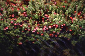 Cranberrys - Quelle Wikipedia