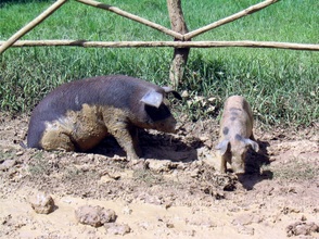 Hausschweine in der DomRep.