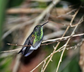 Kolibri - Quelle Pixelio.de