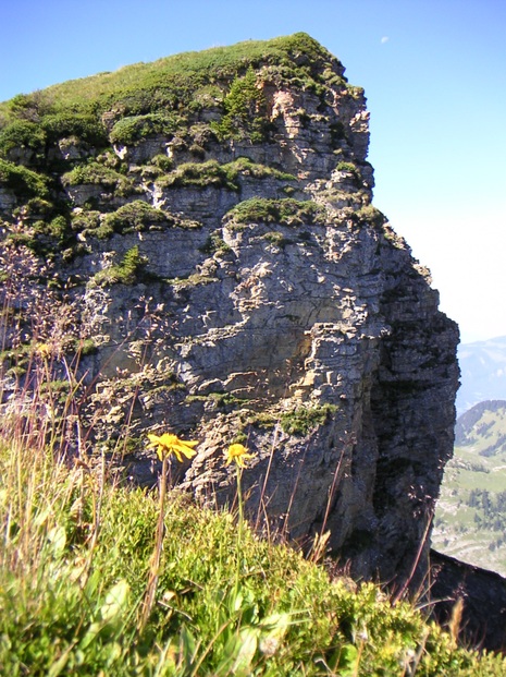 Gipfel Diedamkopf mit Vordergrund Arnika