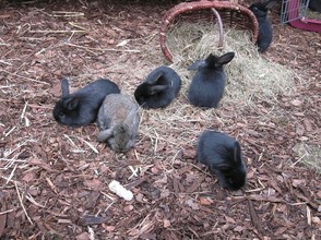Kaninchenbabies