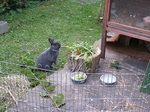 Offenstall für Kaninchen