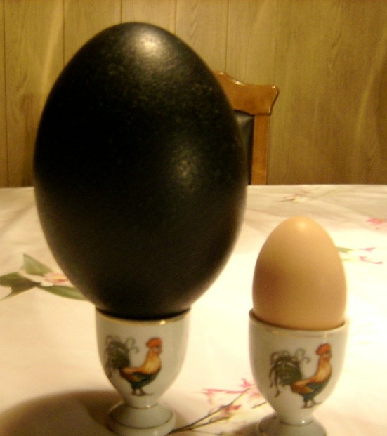 Ein Emu Ei und ein Hühner Ei
