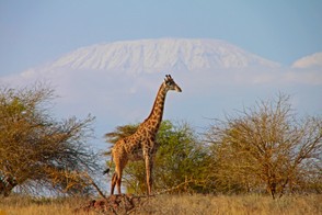 Giraffen im Amboseli Nationalpark: ...