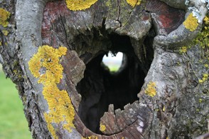 Nisthöhle in altem Baum auf ...