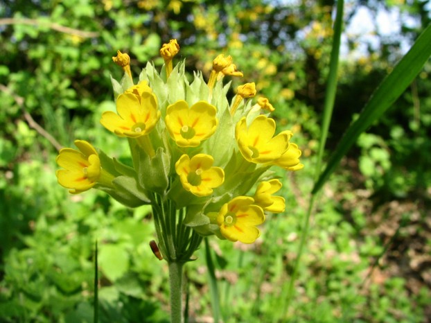 Schlüsselblume