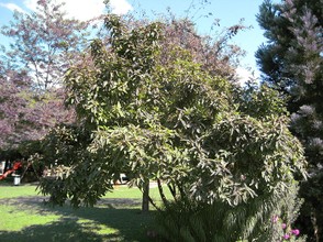 Der Mispelbaum
