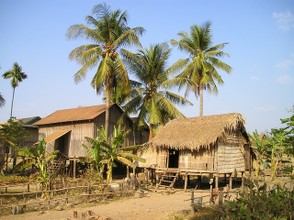 Kokospalmen auf Tahiti